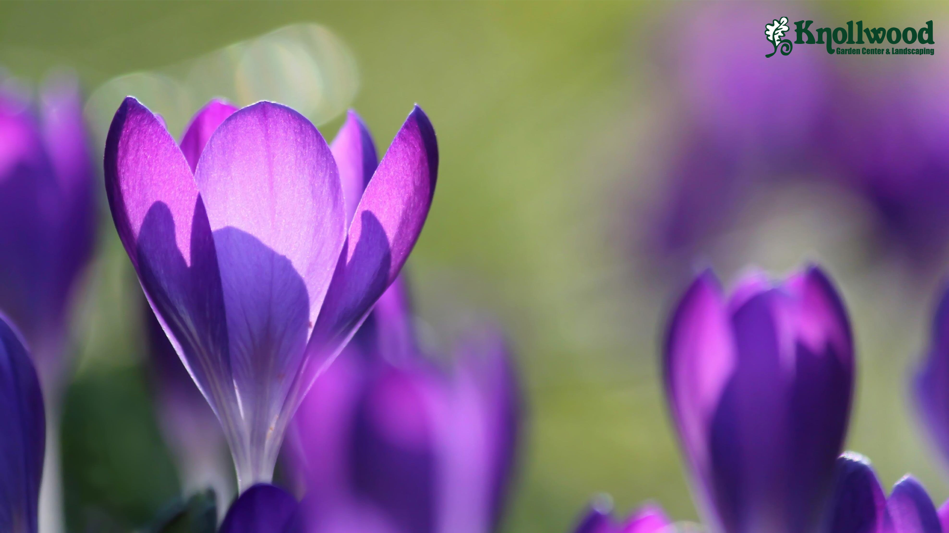 purple flowers